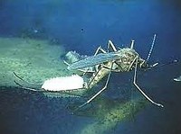 Le malattie trasmesse dalle zanzare: un incontro pubblico per approfondire e comprendere 