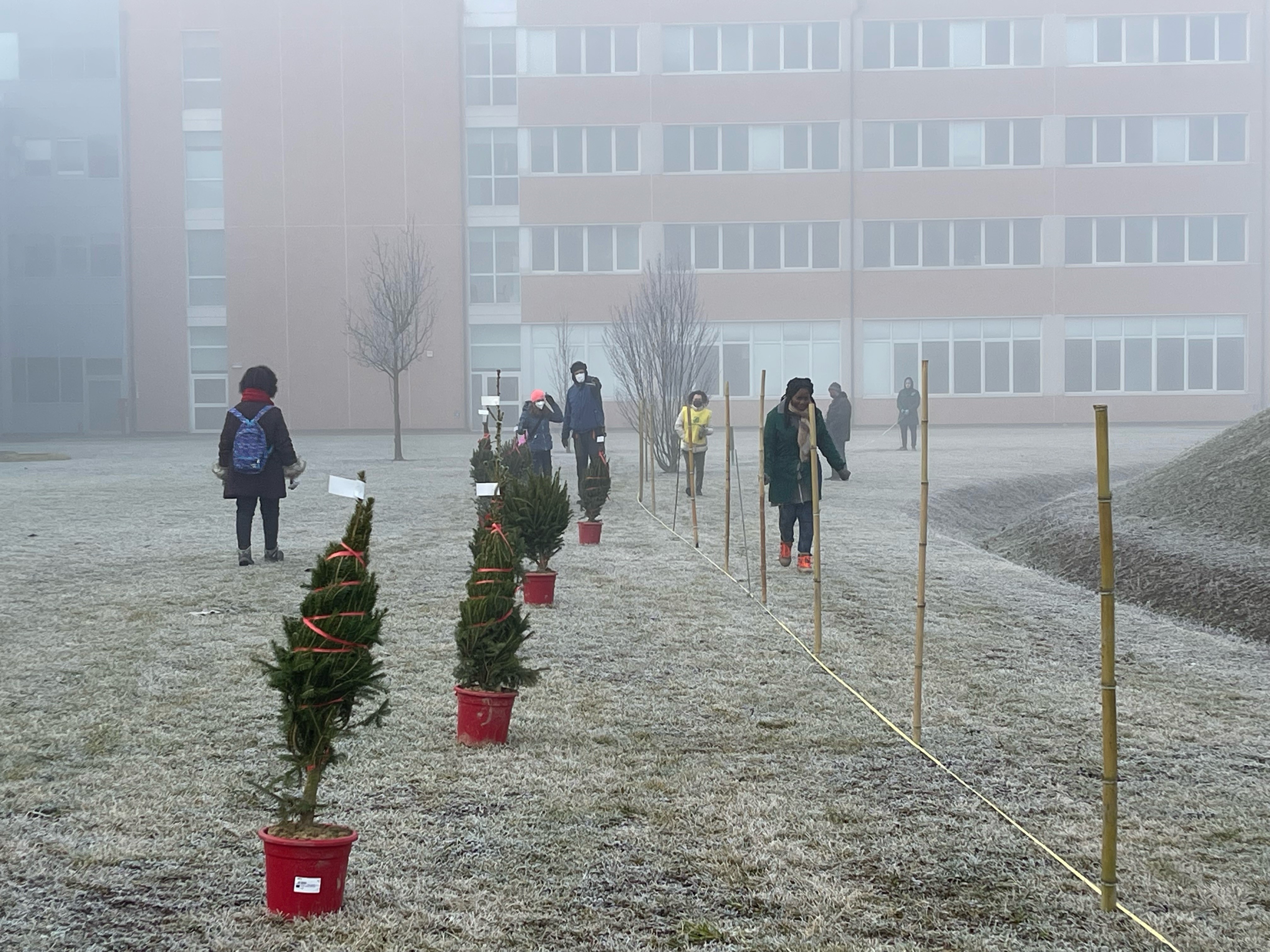 Ospedale Green: piantumati gli abeti raccolti a Cona