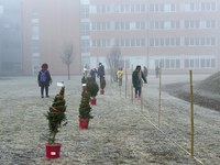 Ospedale Green: piantumati gli abeti raccolti a Cona