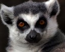 Lemure Katta