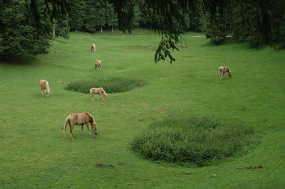 Pascoli del Cansiglio